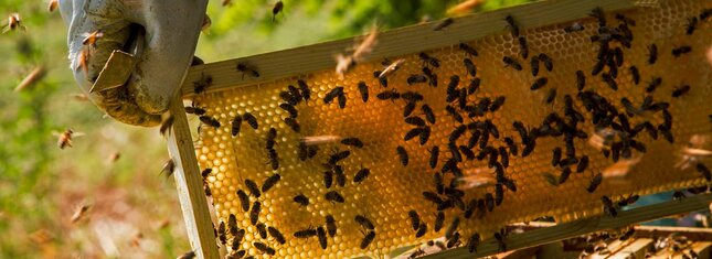 Bienenmuseum in der Mühle