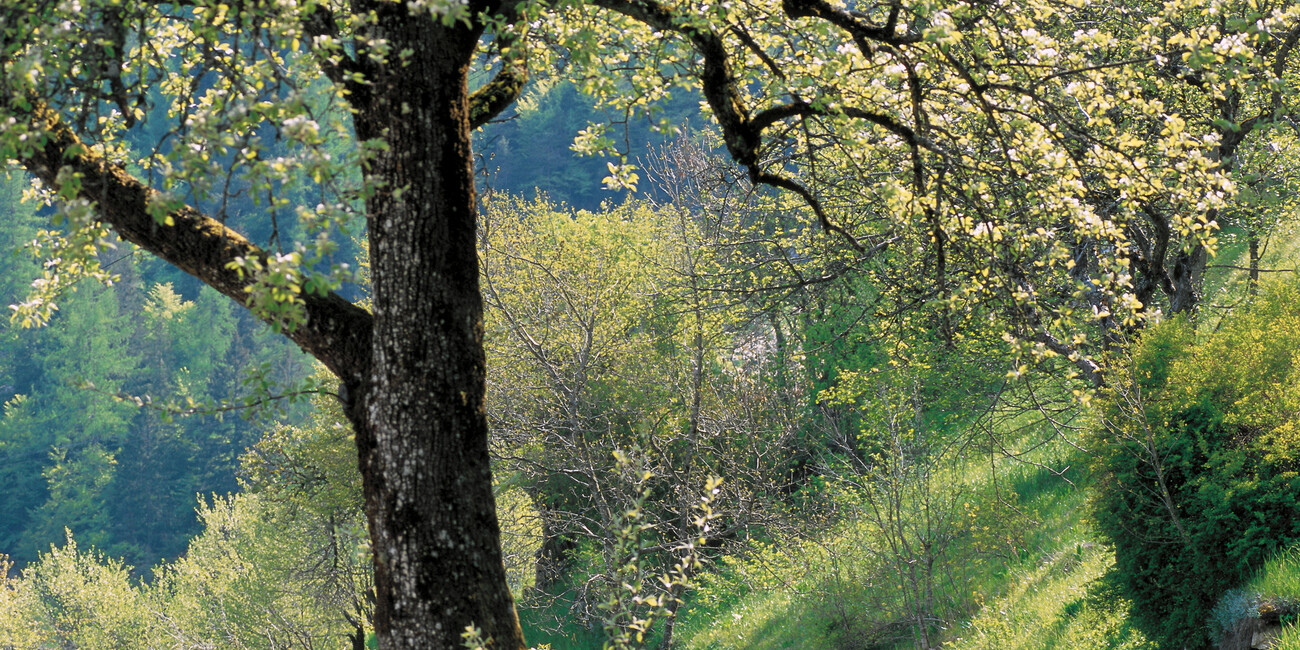  Primiero - Sagròn Mis #1