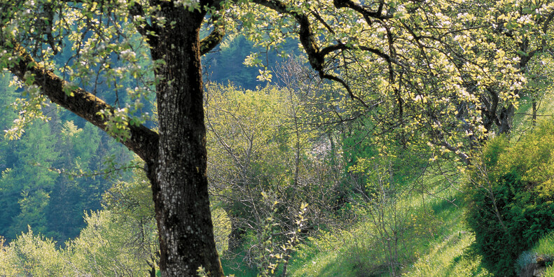 Primiero - Sagrón Mis  #1