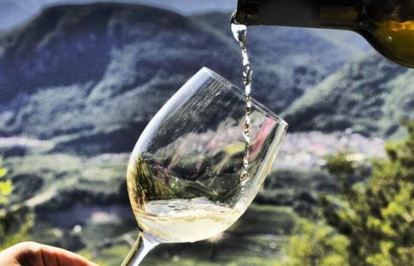 Entdecken Sie Müller Thurgau