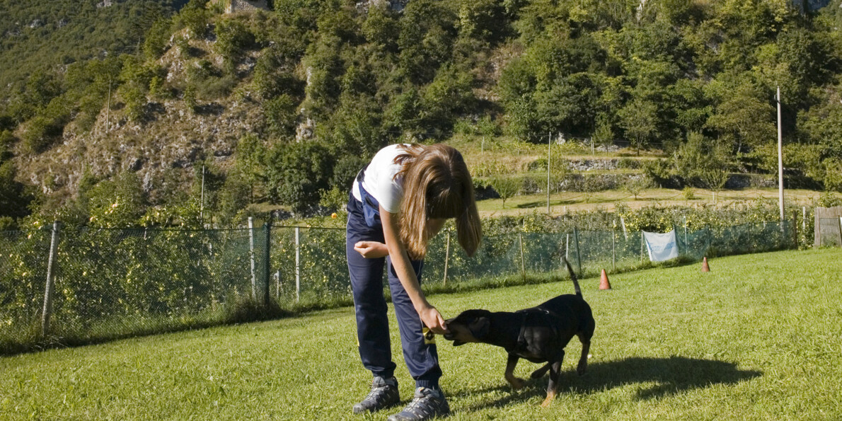 Obligations and rules for four-legged friends