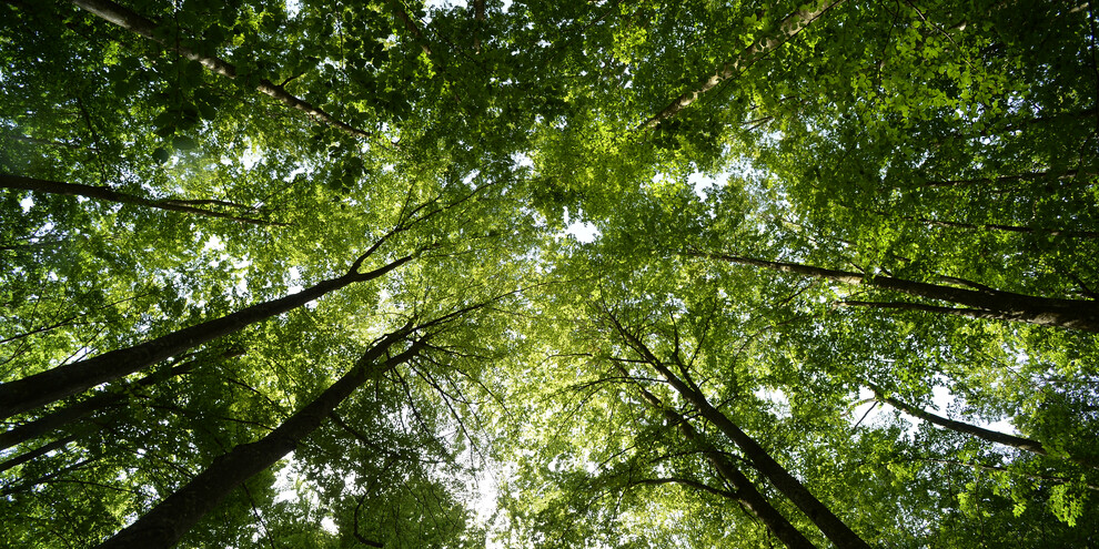 APT Paganella Bosco faggi Fai_ph. Tonina | © APT Paganella Bosco faggi Fai_ph. Tonina