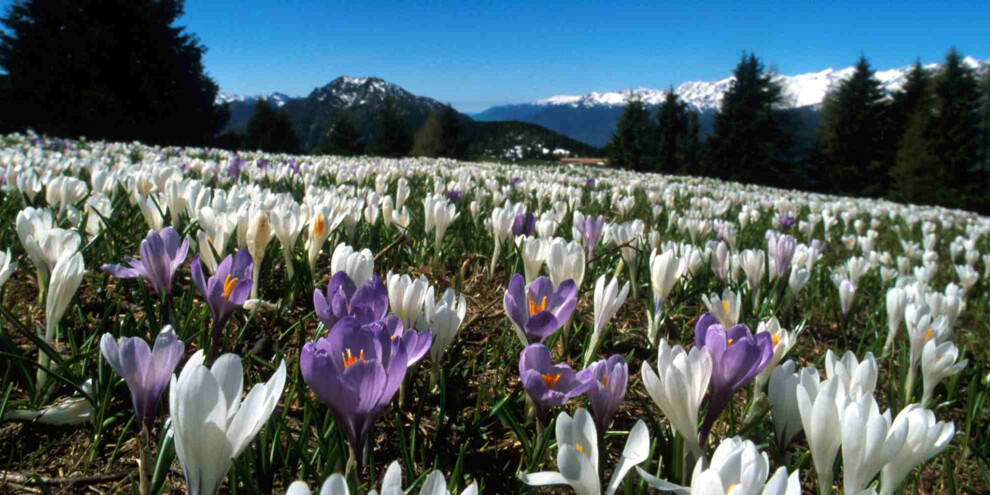 crocus_monte casale