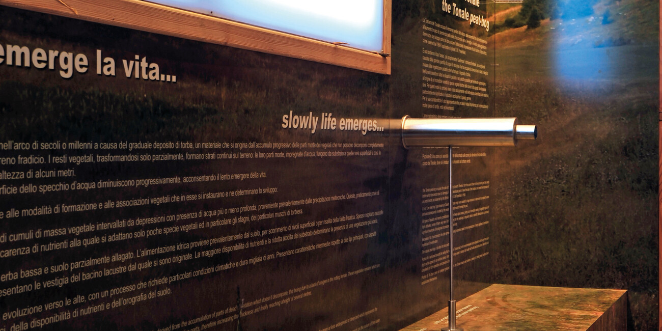 Torfmoor Tonale #5 | © Torbiera del Tonale - Foto Archivio Apt Val di Sole