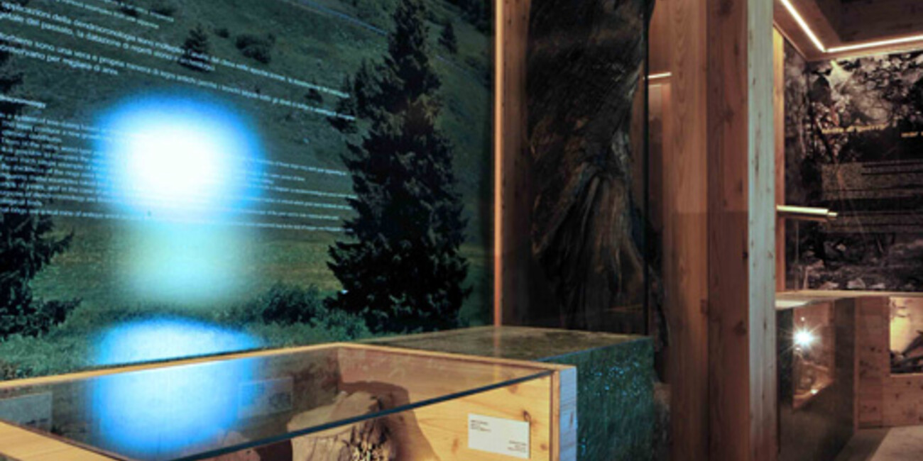 Torfmoor Tonale #4 | © Torbiera del Tonale - Foto Archivio Apt Val di Sole