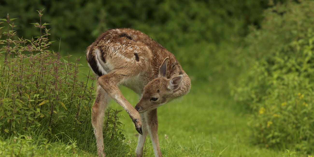 Valle di Daone  #3 | © Foto Archivio Consorzio Turistico Valle del Chiese
