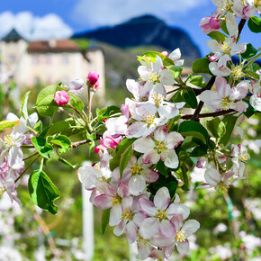 Die schönsten Blumen und Blüten