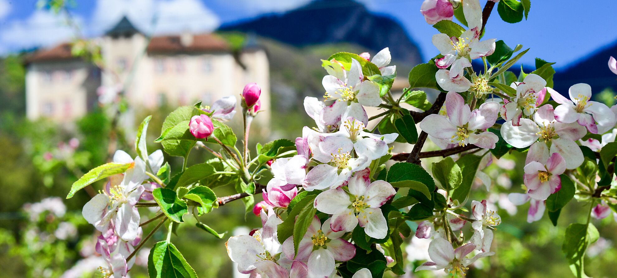Цветущее великолепие