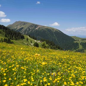 Pampeago | © APT Fiemme Cembra