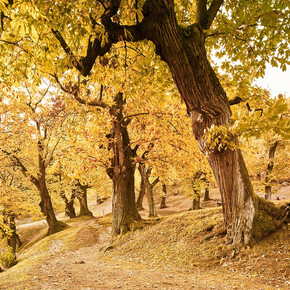 Chestnut Grove Path - Castione di Brentonico | © APT Rovereto Vallagarina Monte Baldo