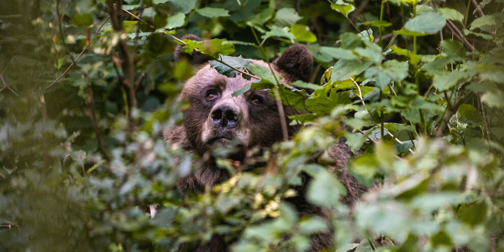 Wildpark | © APT Dolomiti di Brenta e Paganella