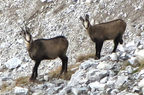 Via Ferrata Gustavo Vidi - Dolomiti di Brenta | © APT Madonna di Campiglio, Pinzolo, Val Rendena