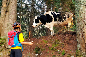 852 - Malghe Route | © Azienda per il Turismo Alpe Cimbra