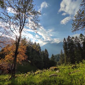 Bosco | © Madonna di Campiglio Azienda per il Turismo 