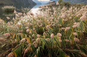 Biotope at Lake Idro, treasure of biodiversity | © Madonna di Campiglio Azienda per il Turismo 