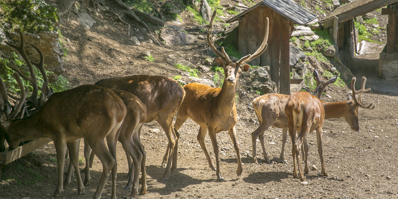 Wildtiergebiet Peio #3