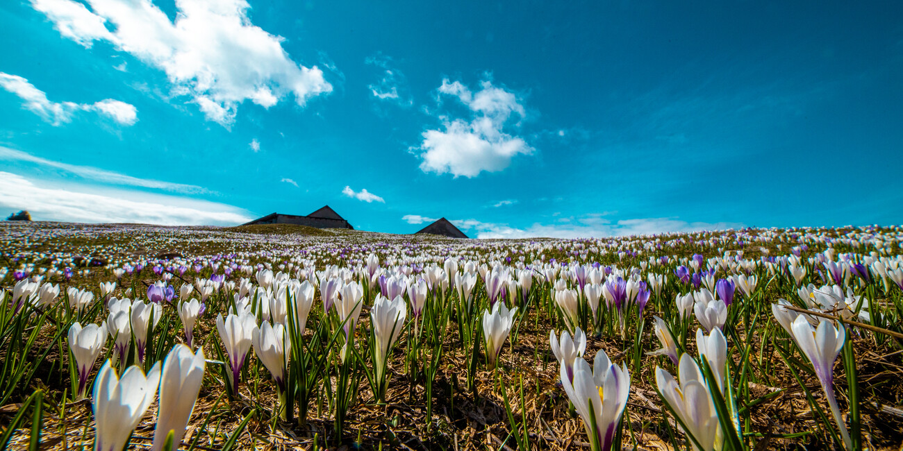 Belvedere Cima Pioverna #2