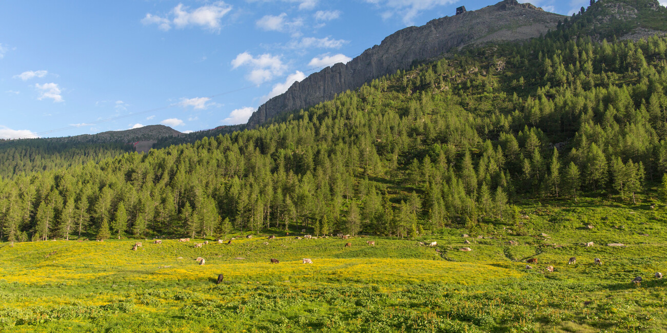 Col Margherita - San Pellegrino Pass Aussichtspunkt #6