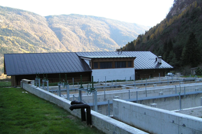 Ichthyogenes Zentrum