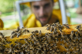 MMape – Bienenmuseum in der Mühle