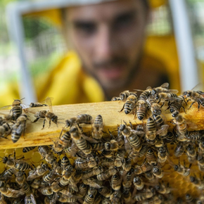 MMape – Bienenmuseum in der Mühle