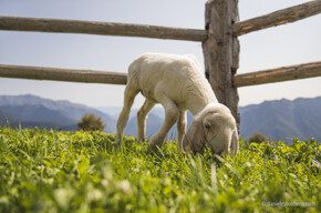 Malga Cengledino, agnellino