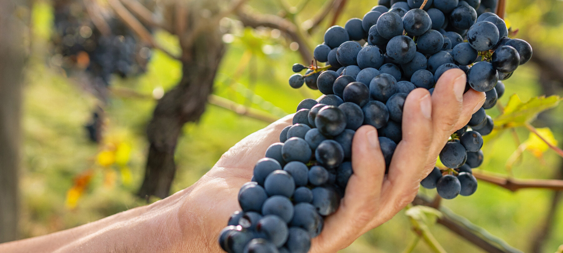 Weintourismus: Den Teroldego auf der Piana Rotaliana entdecken