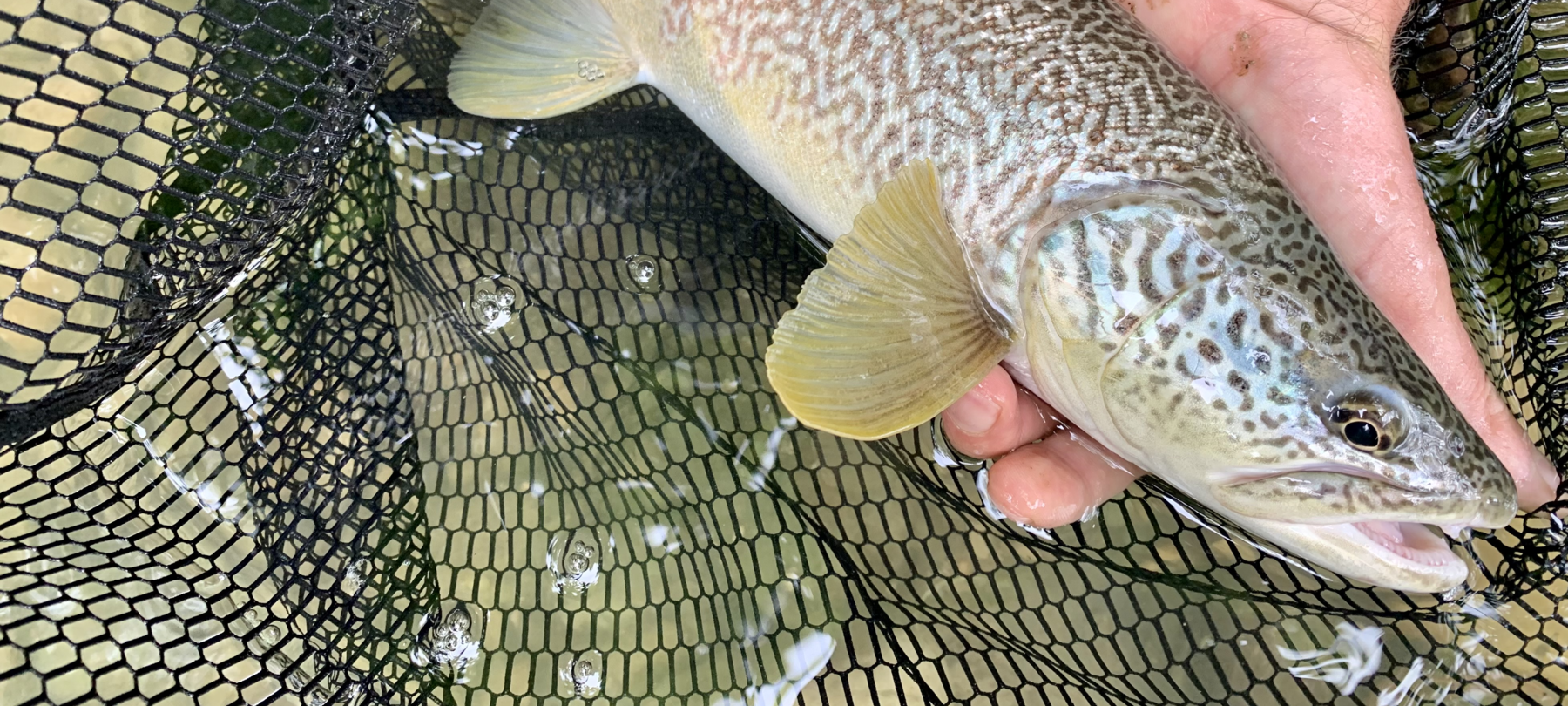 Trota Marmorata: Guida Alla Sua Pesca in Trentino