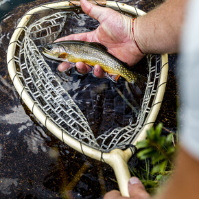 Guida alla pesca del salmerino alpino