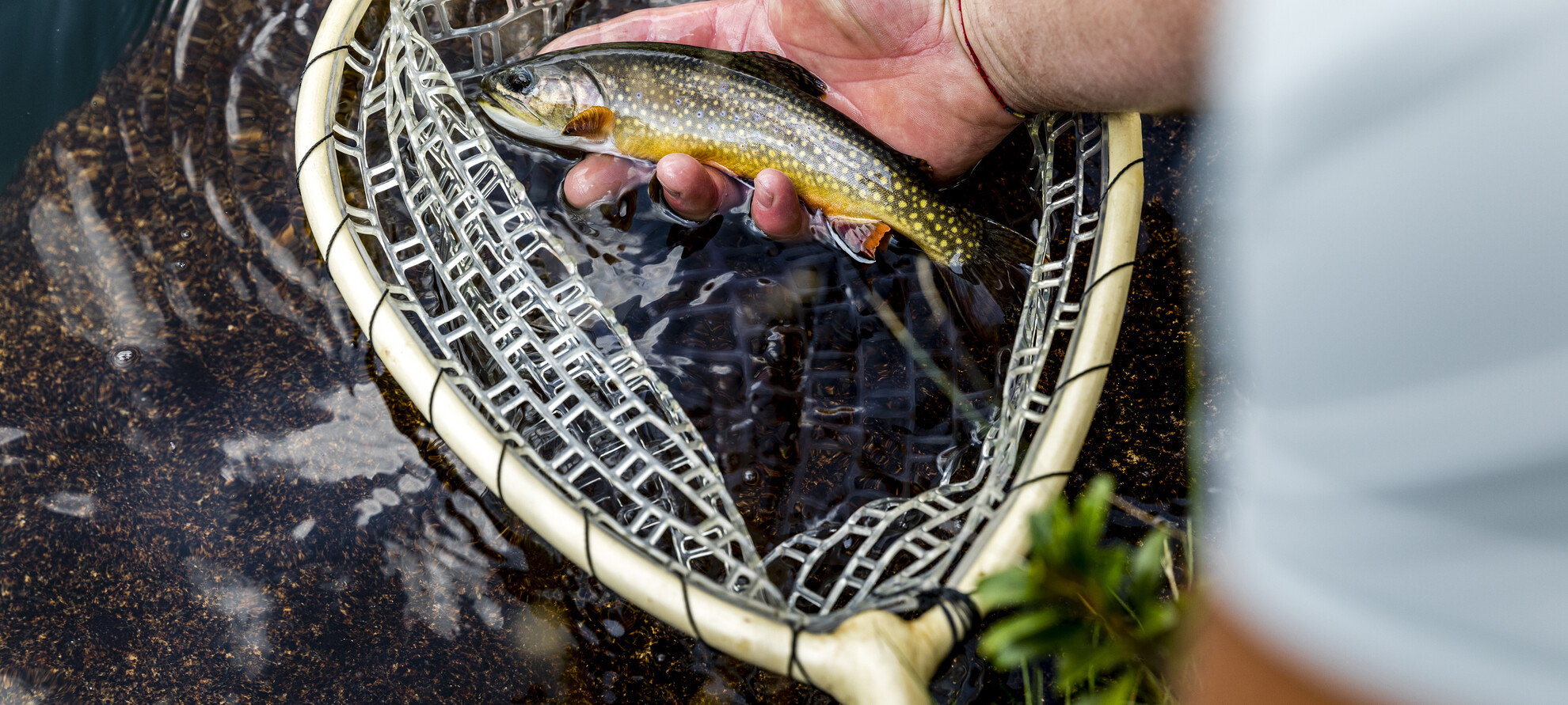 La pesca del "salmarin"