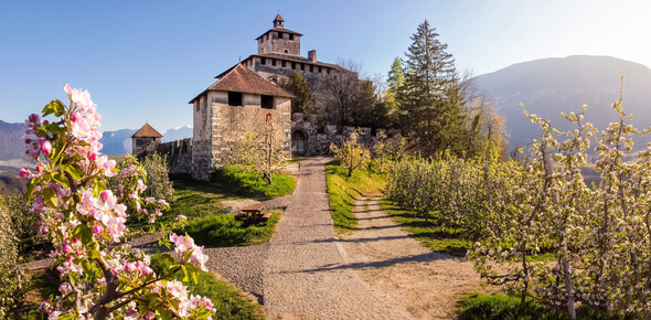 Apple trees in bloom, families celebrating