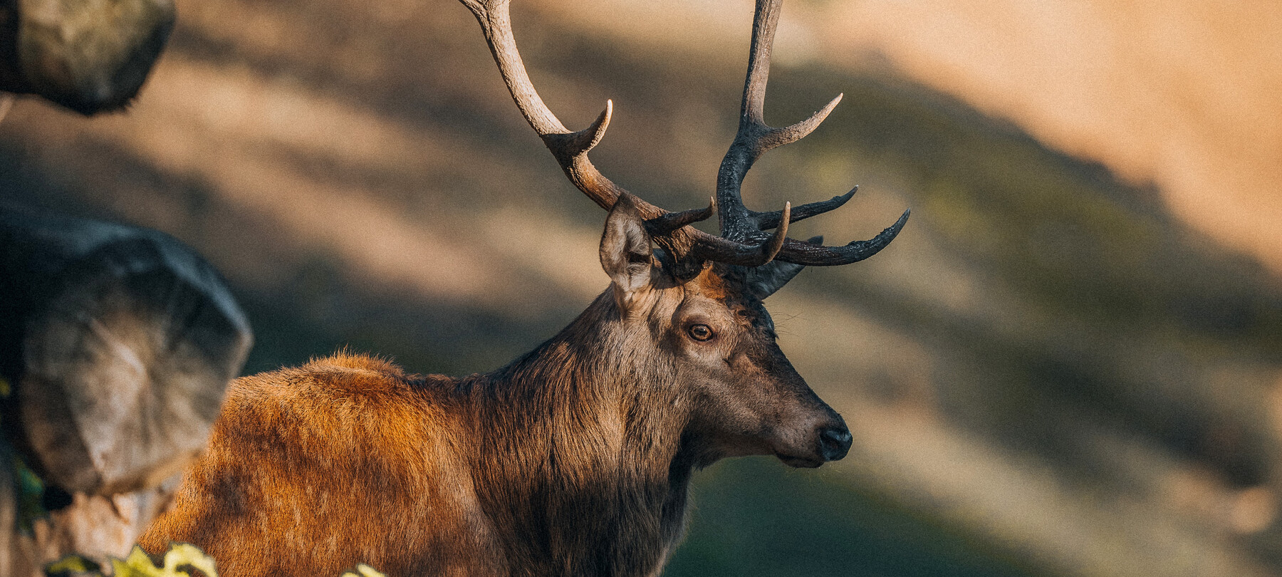 Das Röhren der Hirsche im Trentino