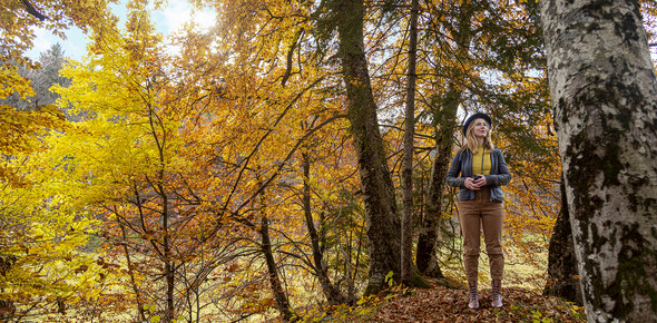 The magic of fall foliage 