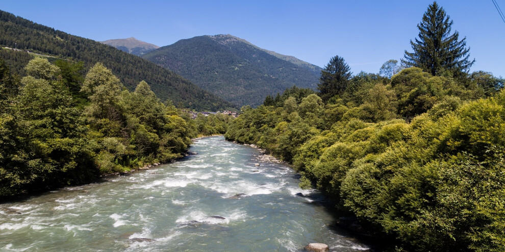 Das Erlenwäldchen in Croviana - Val di Sole