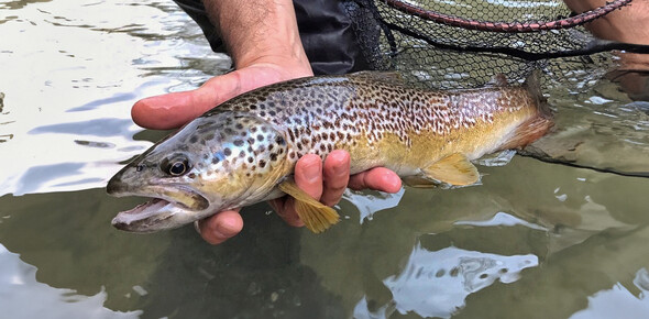 Guida alla pesca della trota marmorata