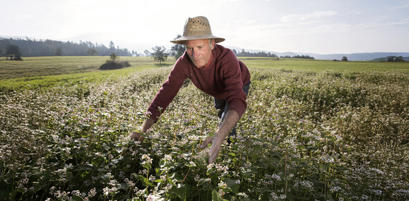 Starożytne gatunki zbóż