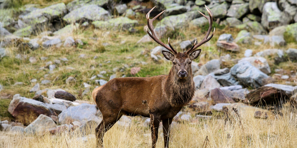 Dem Röhren der Hirsche im Nationalpark Stilfserjoch lauschen