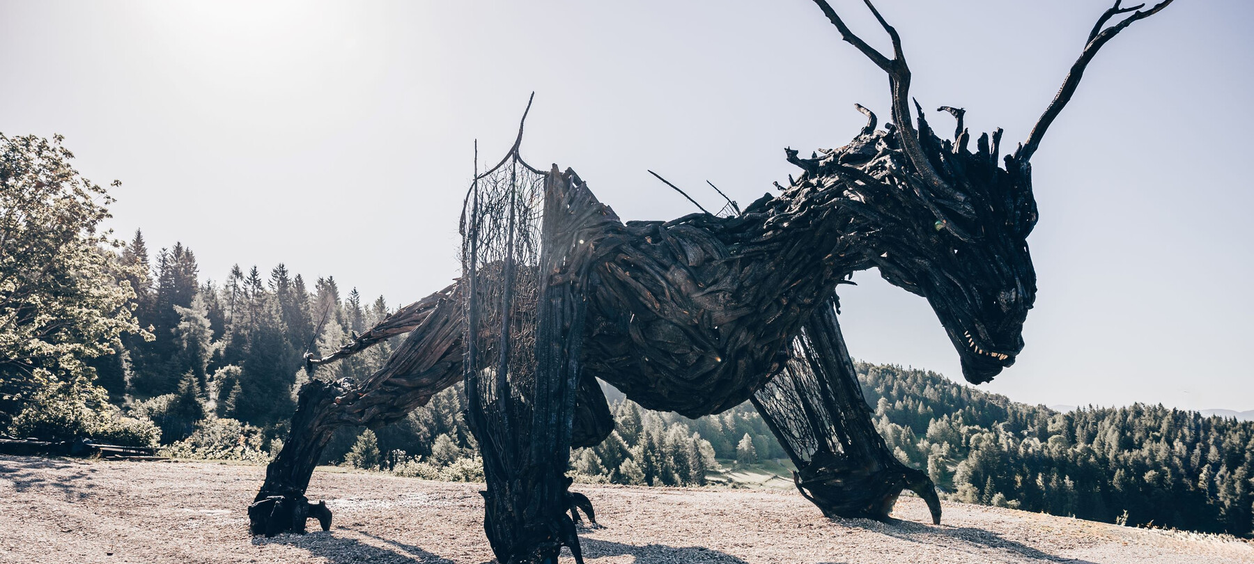 Drago alato Vaia: tutto quello che devi sapere per la visita