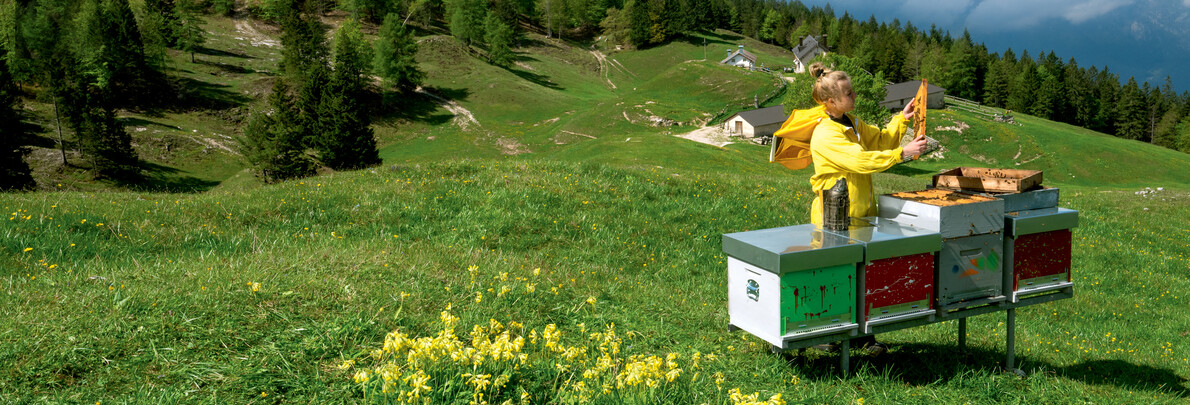 Das Gebirge im Herbst? Ein ganz anderes Schauspiel!