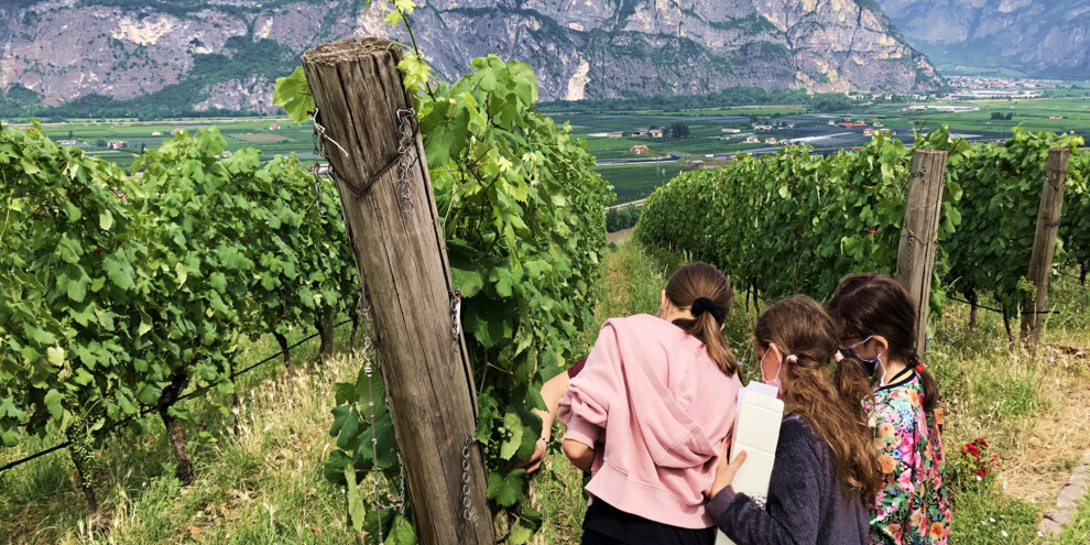 Pranzi in vigna per famiglie