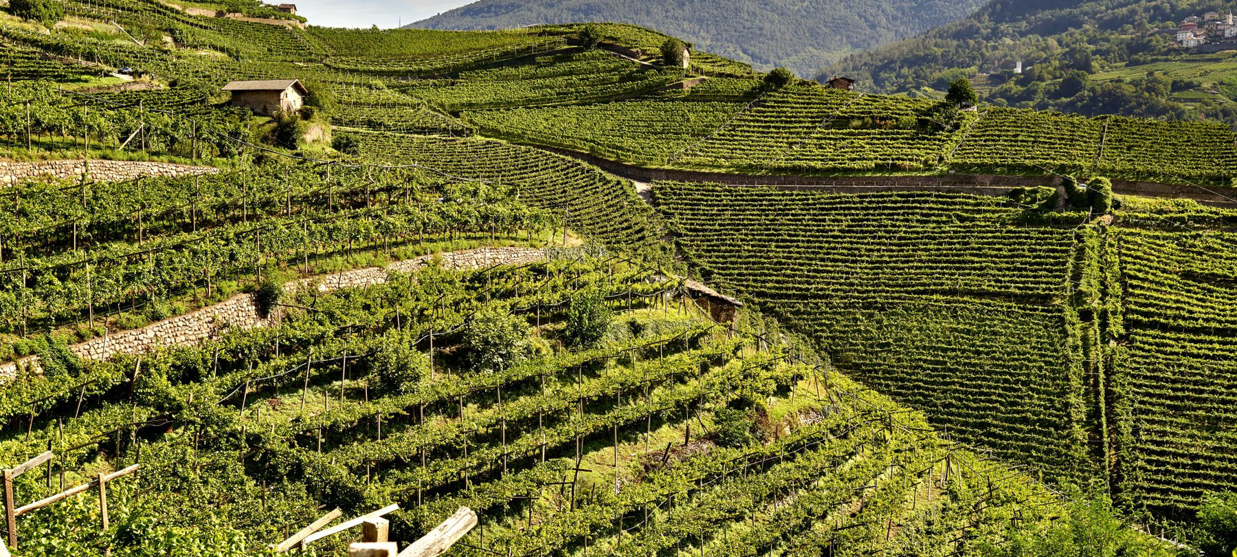 Trockenmauern im Trentino 