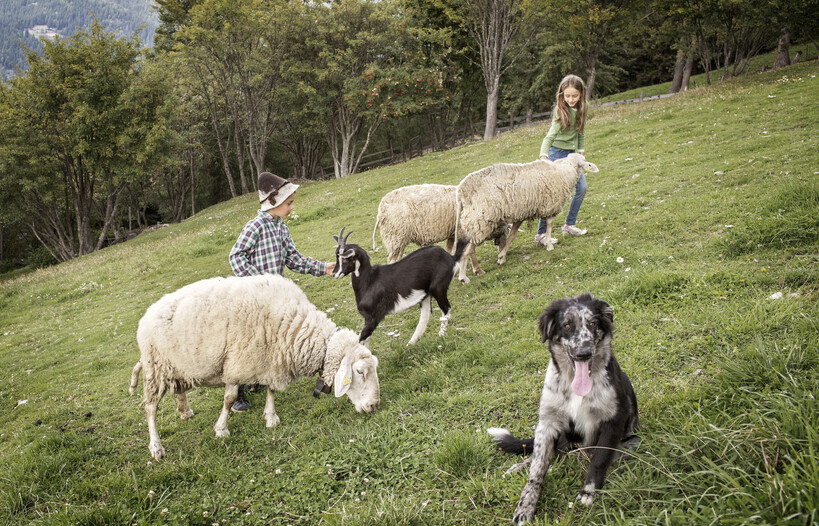 Die Agriturbetriebe mit Lernbauernhof