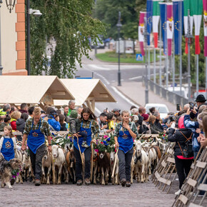 Desmontegada Caore 2