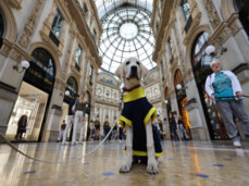 Maratona a sei zampe