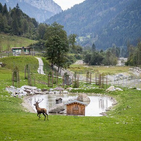 Area Faunistica Caoria (Wildtier Areal)