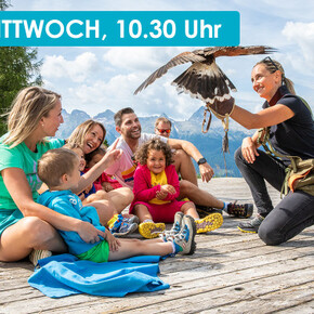 FALCONER AT PASSO LUSIA