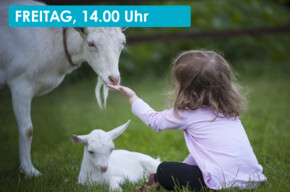 EIN NACHMITTAG BEIM ZIEGENMELKEN