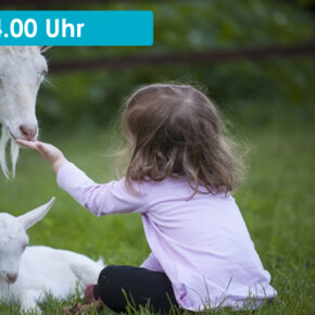 EIN NACHMITTAG BEIM ZIEGENMELKEN