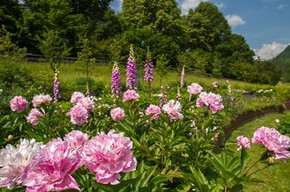 Cultural Tour of the Garden of Europe