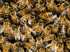 From the woods...to a beehive